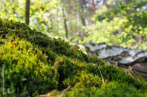 Tiny mushroom growing among green moss on a slope against the backdrop of a sunny forest, macro, shallow depth of field.