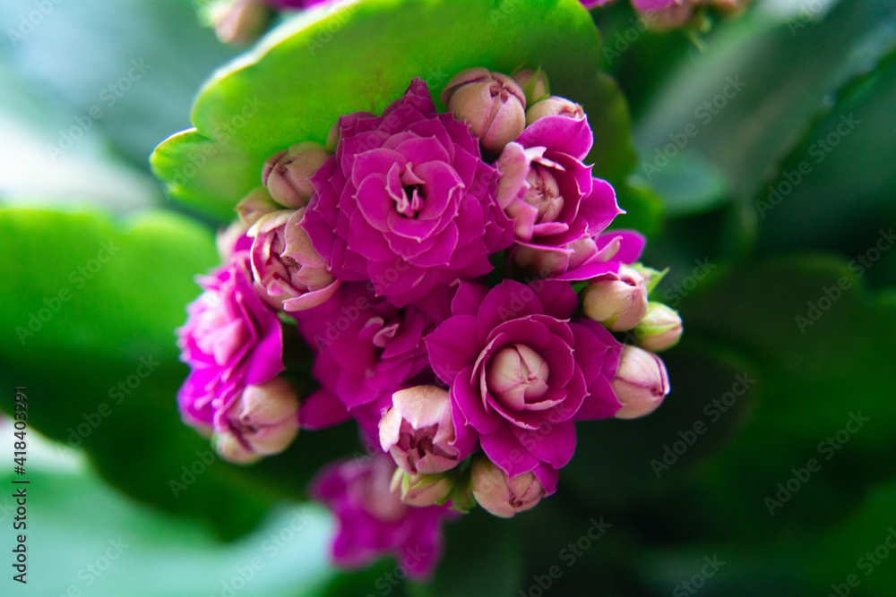 Blossoming pink Kalanchoe blossfeldiana. Bright beautiful flowers. Sacculent plant