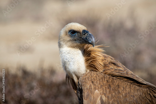 Griffon vulture photo