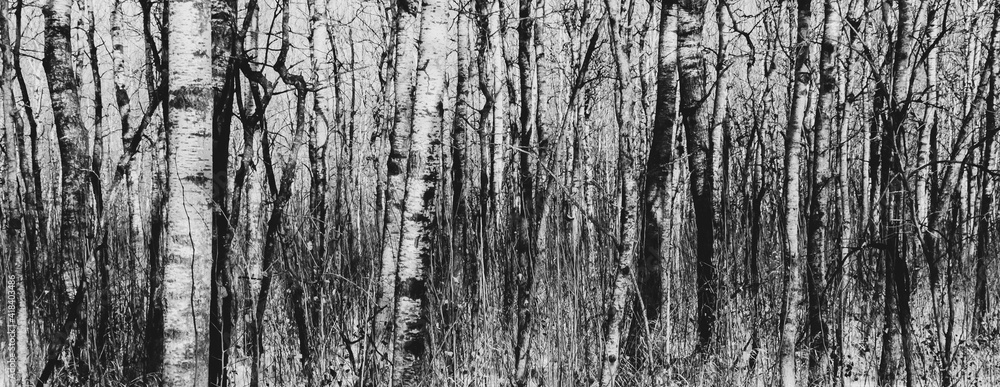 Fototapeta Close up and cropped image of an aspen forest in the winter showing a pattern of tree trunks and with a moody feeling