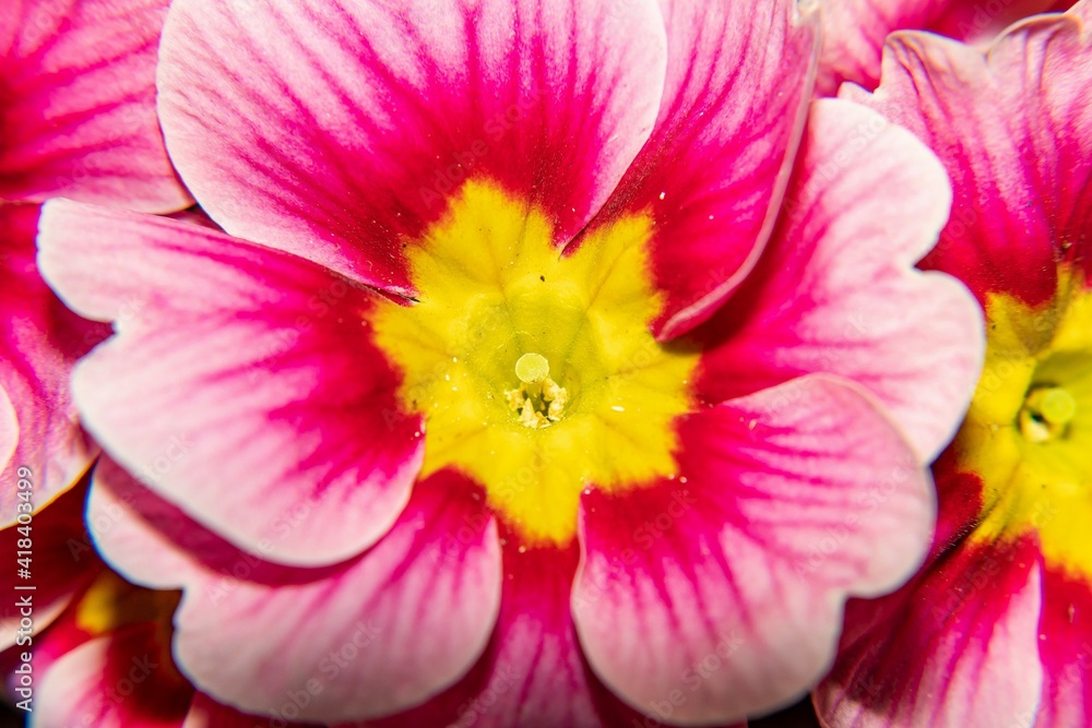 Bright pink primrose with yellow heart close-up Bright pink primrose with yellow heart close-up