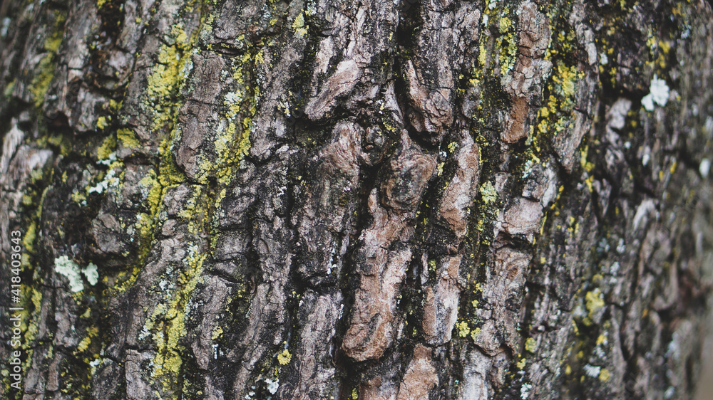 Detalle de textura de corteza de árbol con musgos Detalle de textura de corteza de árbol con musgos