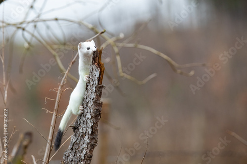 Foto Hermelin im Revier - Jagd