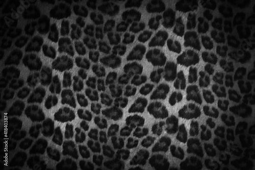 Black and white jaguar fur texture background © Gustavo
