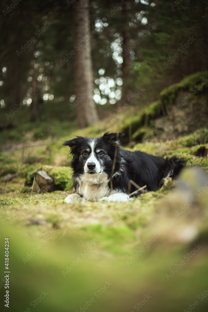 adorable photo of a black and white border collie in the green forest adorable photo of a black and white border collie in the green forest