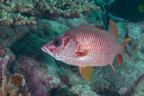 Long-jawed squirrelfish (sargocentron spiniferum) seeking shelter under a table coral in Layang Layang, Malaysia