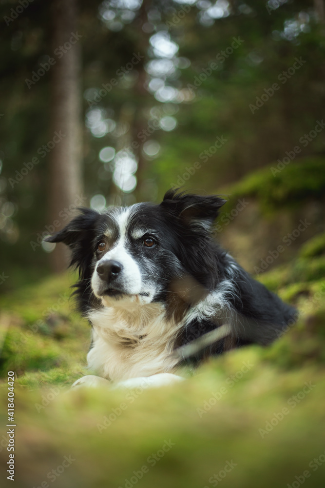 adorable photo of a black and white border collie in the green forest