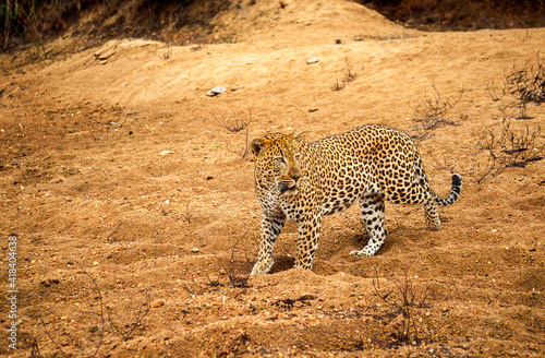 African leopard in sand river