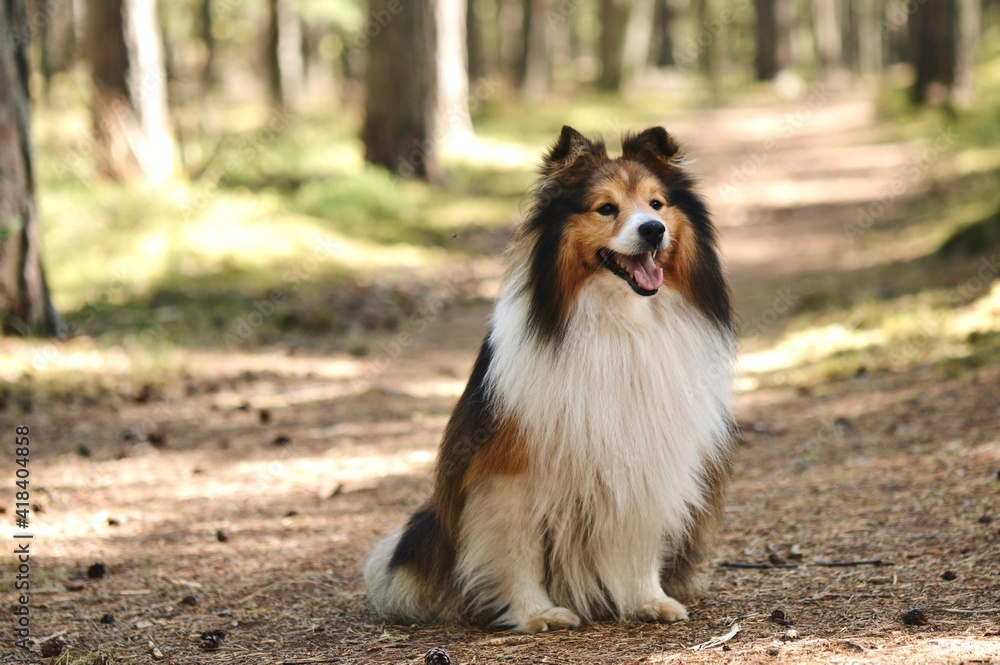 Portrait of Sheltie Shetland Sheepdog dog Portrait of Sheltie Shetland Sheepdog dog