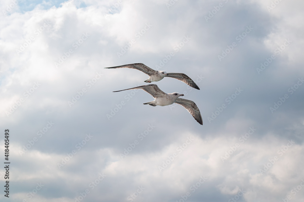Two seagulls flying in the sky, Turkey. Two seagulls flying in the sky, Turkey.