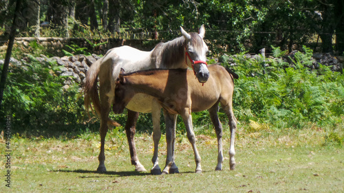 A white horse and a brown horse in the middle of the field.