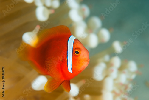 Juvenile tomato anemonefish (amphiprion frenatus) swimming among the tentacles of its host anemone in Layang Layang, Malaysia photo