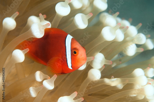 Juvenile tomato anemonefish (amphiprion frenatus) swimming among the tentacles of its host anemone in Layang Layang, Malaysia photo