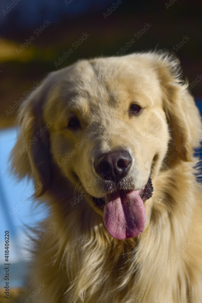 golden retriever portrait