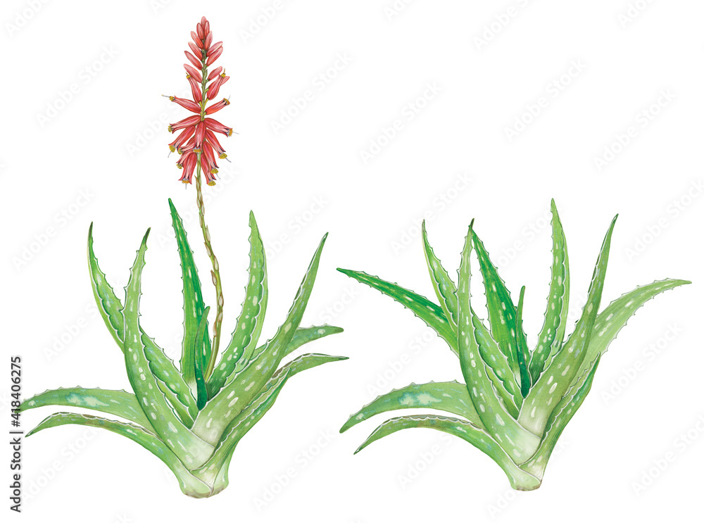Stockillustratie Realistic Botanic Watercolor Hand Drawn Illustration Of Aloe  Vera (Aloe Vera) Plant With Flower Isolated On White. | Adobe Stock