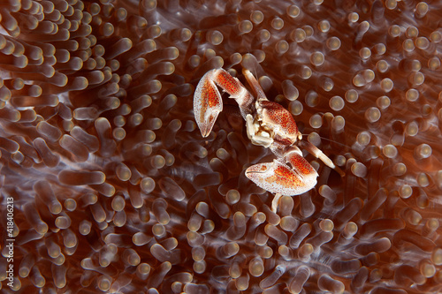 Anemone crab (Neopetrolisthes ohshimai) in Layang Layang, Malaysia