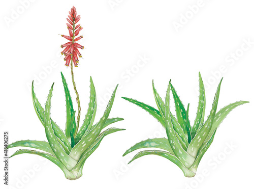 Realistic botanic watercolor hand drawn illustration of aloe vera (Aloe vera) plant with flower isolated on white. photo