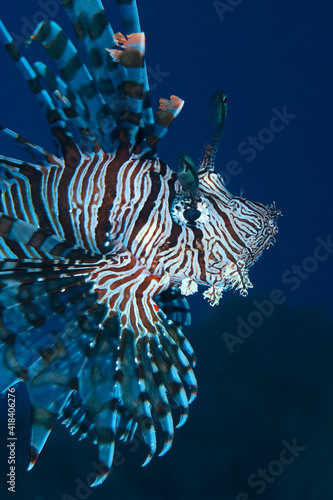 Portrait of a lionfish (Pterois volitans) in Layang Layang, Malaysia