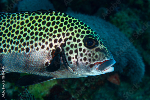Portrait of a harlequin sweetlips (Plectorhinchus chaetodonoides) in Layang Layang, Malaysia