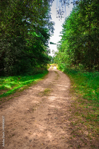 road in the forest in summer