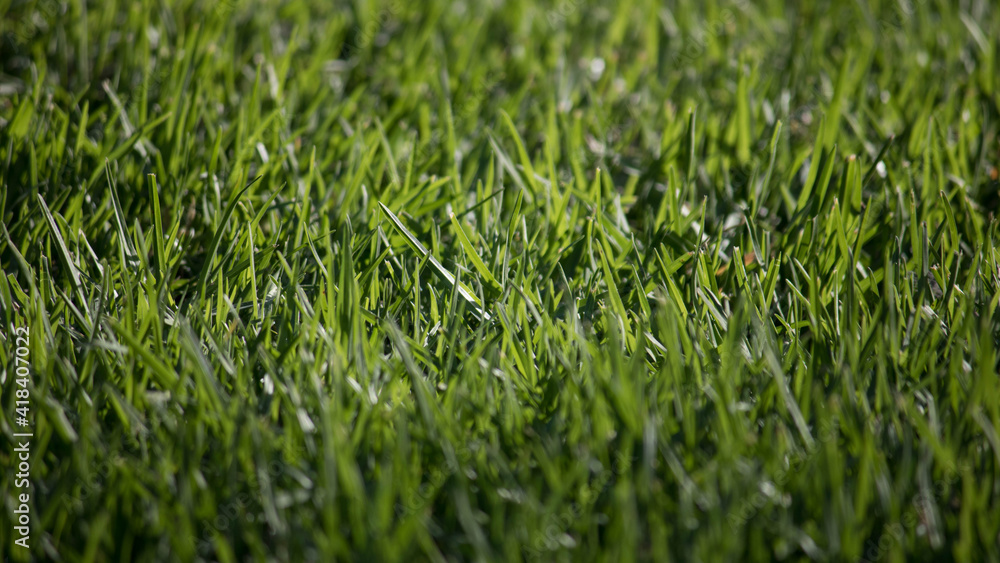 GRASS GRASS