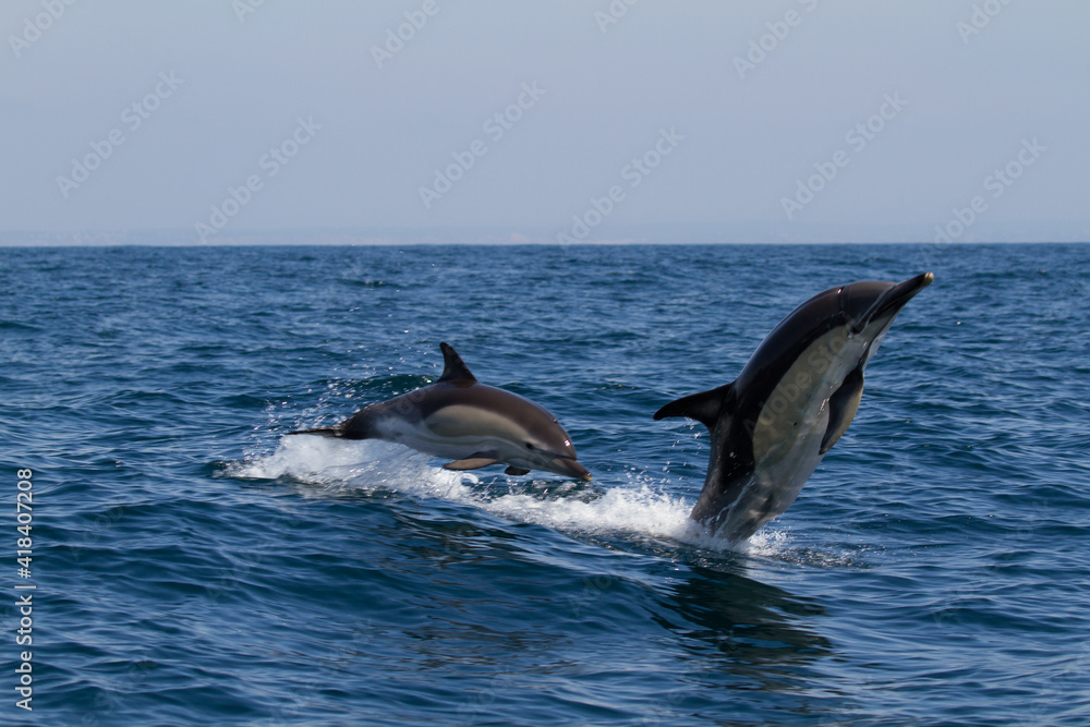 two dolphins jumping two dolphins jumping