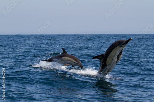 two dolphins jumping © Patrick