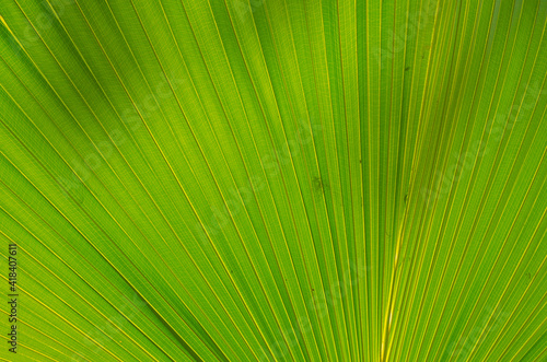 USA  Florida. Backlit palm frond.