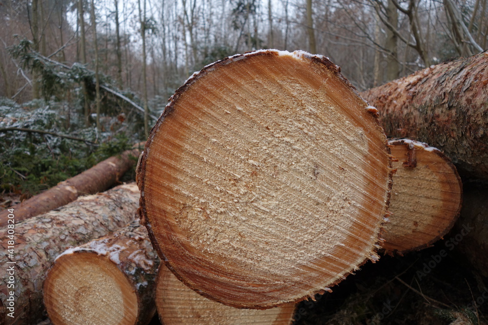 Holzstamm, Holzstämme mit Jahresringen, Jahresringe Holzstamm, Holzstämme mit Jahresringen, Jahresringe