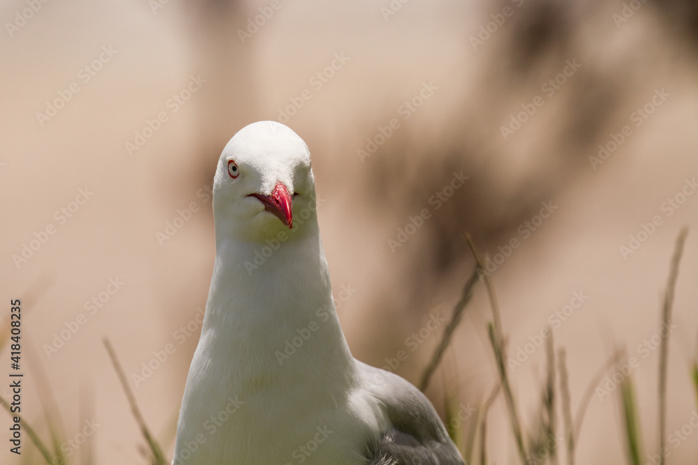 white headed gull white headed gull