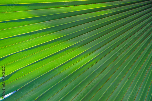 USA, Florida. Backlit palm frond.