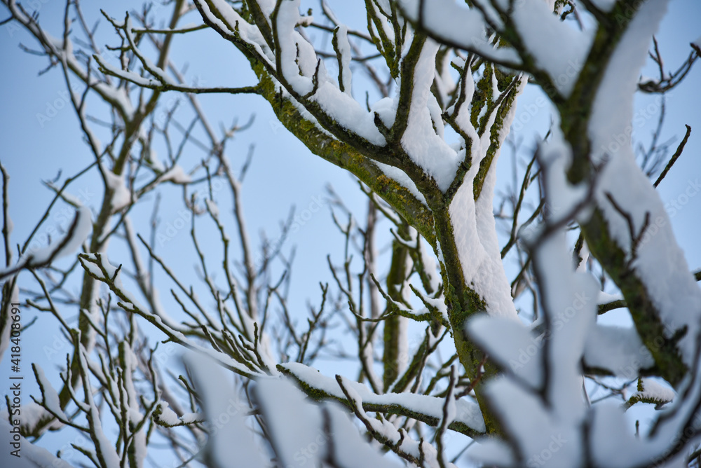 Obraz premium Winter in the garden, fresh snow on a tree branches.