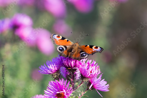 Peacock butterfly on a pink flower