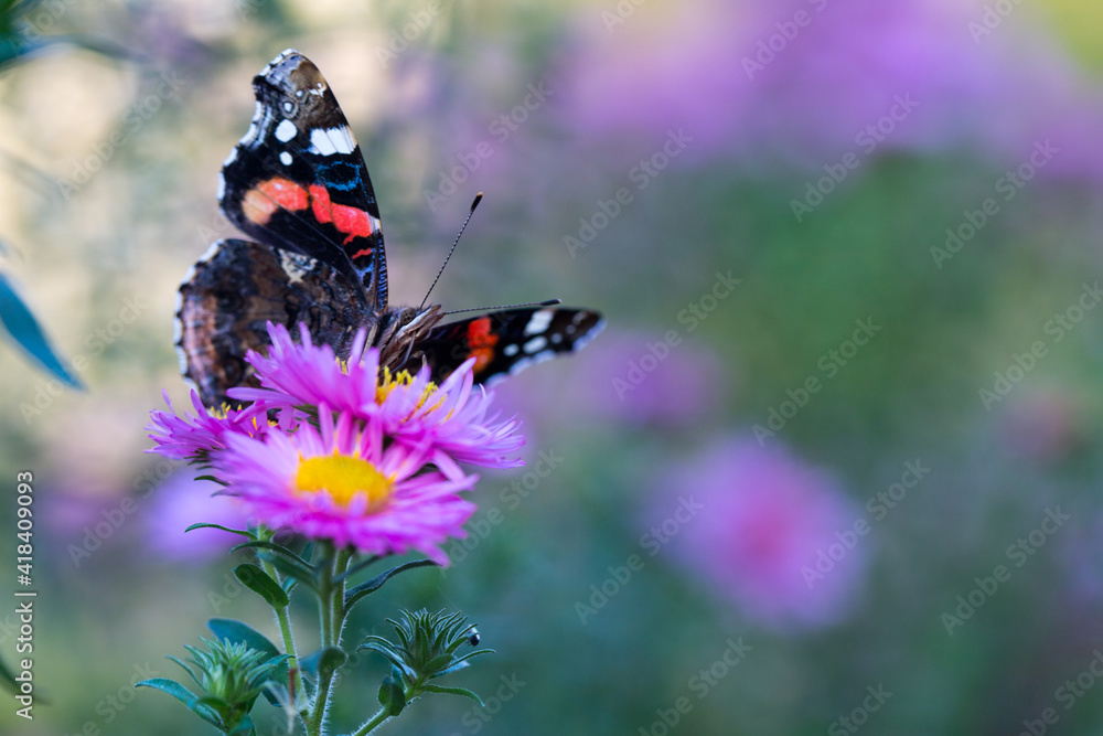 Fototapeta premium Admiral Butterfly on a pink flower