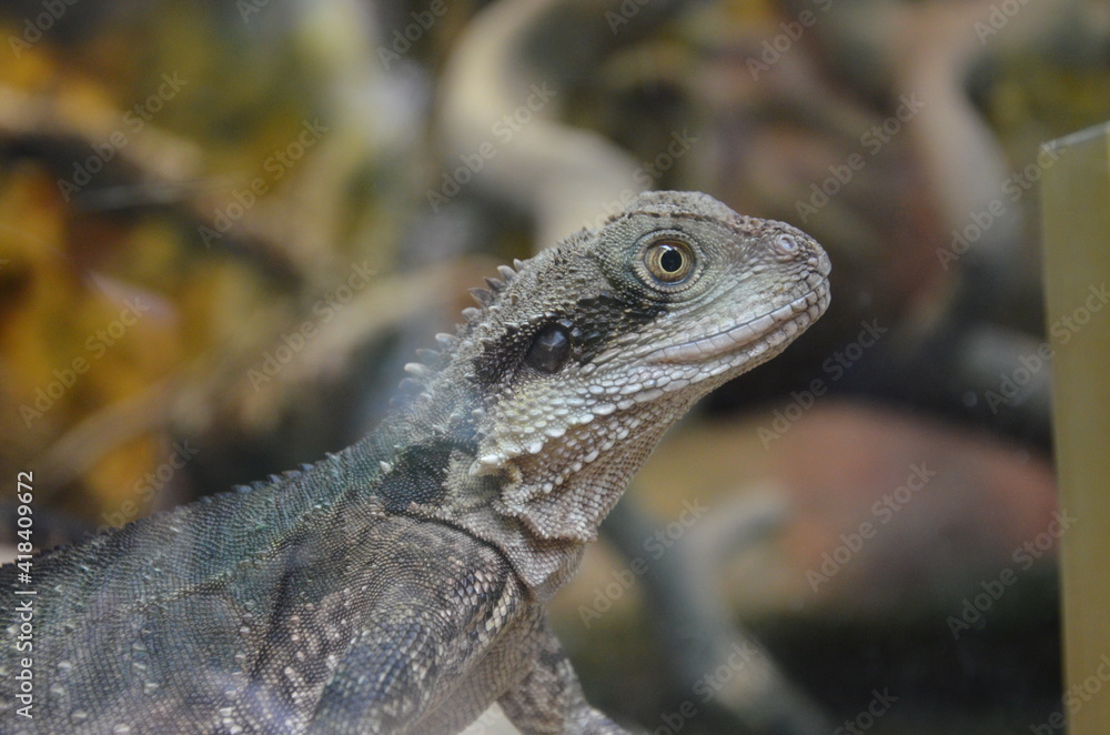 Obraz premium Closeup of a Water Dragon sitting on a rock