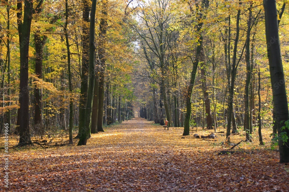 autumn in the forest autumn in the forest