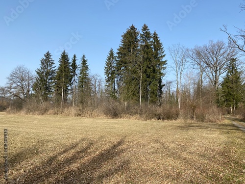 Stud pasture and alluvial forest Giriz (Studweid und Auenwald Giriz) in the natural protection zone Aargau Reuss river plain (Naturschutzzone Aargauische Auen in der Reussebene), Switzerland / Schweiz photo