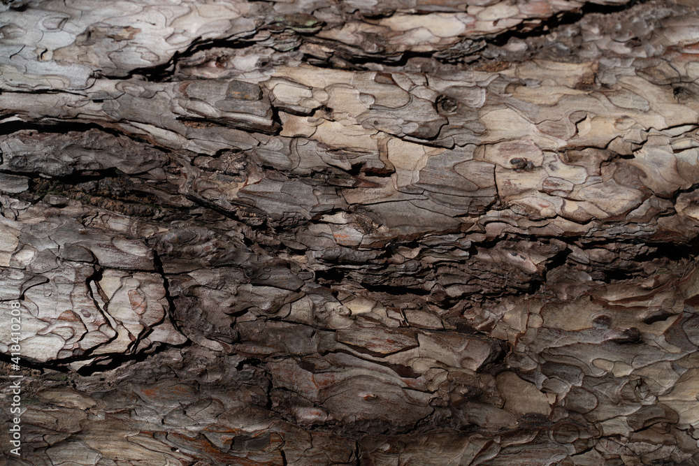 A small fragment of the bark of an old pine tree. Ecological natural background