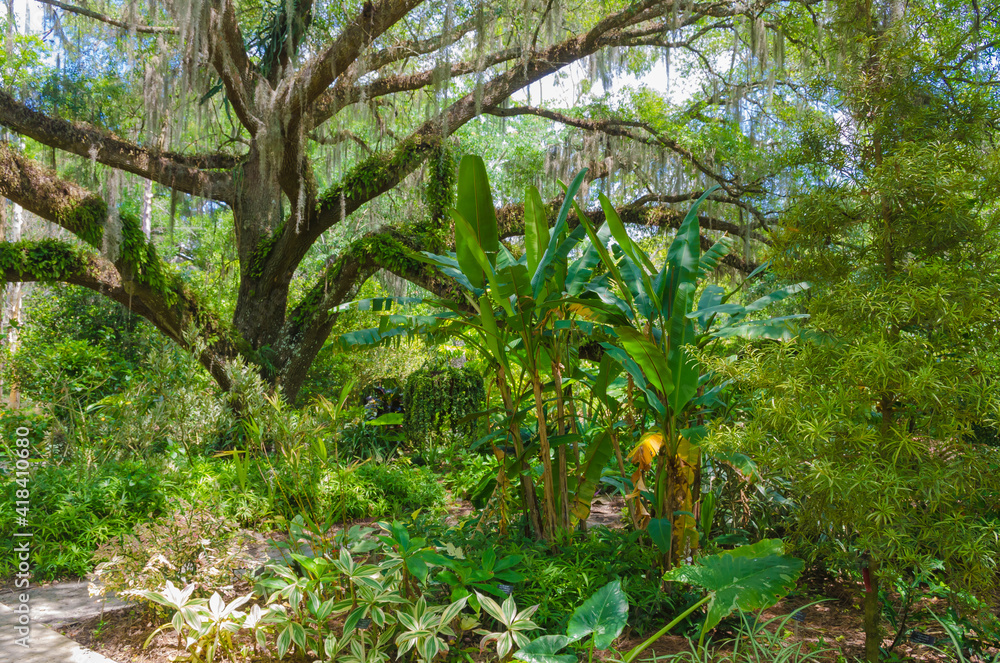 USA, Florida. Tropical garden with palm trees and living oak covered in Spanish moss. USA, Florida. Tropical garden with palm trees and living oak covered in Spanish moss.
