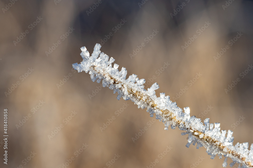 Obraz premium frozen branch