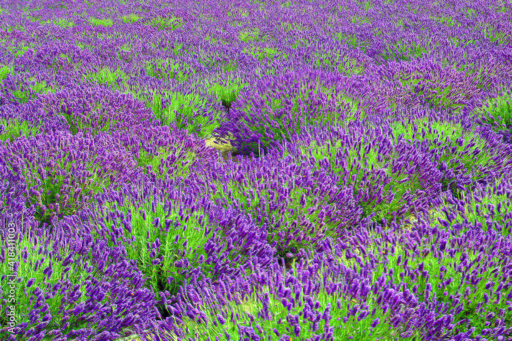 Fields of Lavender - A fascinating wash of color is formed by blooming fields of Lavender plants Fields of Lavender - A fascinating wash of color is formed by blooming fields of Lavender plants
