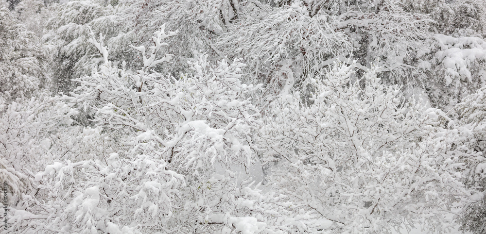 Snow covers the trees background, texture. Banner. Snow covers the trees background, texture. Banner.