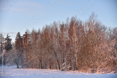 Wallpaper Mural It's wintertime, forest birch trees  in sunrise light. Torontodigital.ca