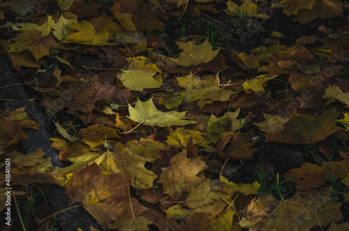 Fallen leaves on dry grass. Autumn background