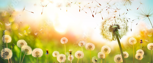 Dandelions With Flying Seeds In Defocused Field  - Freedom And Allergy Concept
