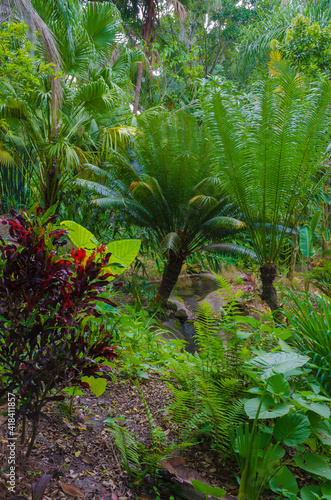 USA  Florida. Tropical garden palm trees.