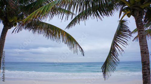 palm tree on the beach with sea background