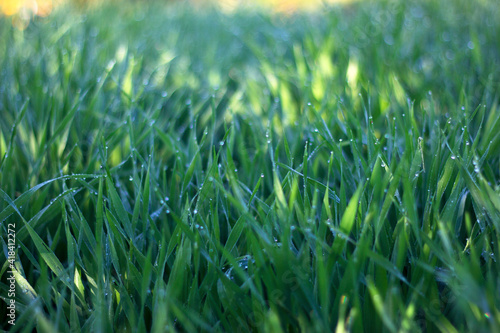 green oats grass background - summer garden with dew drops, unfocused background