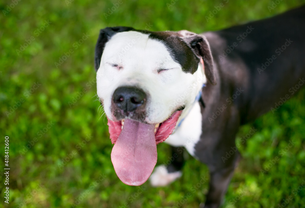 A Pit Bull Terrier mixed breed dog panting with its eyes closed