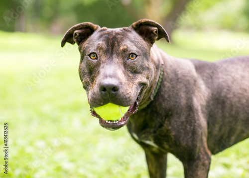 A brindle mixed breed dog holding a ball